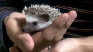 今日のたわし2013/10/30