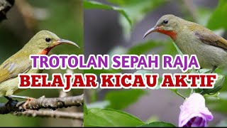 TROTOLAN SEPAH RAJA || BELAJAR BUNYI
