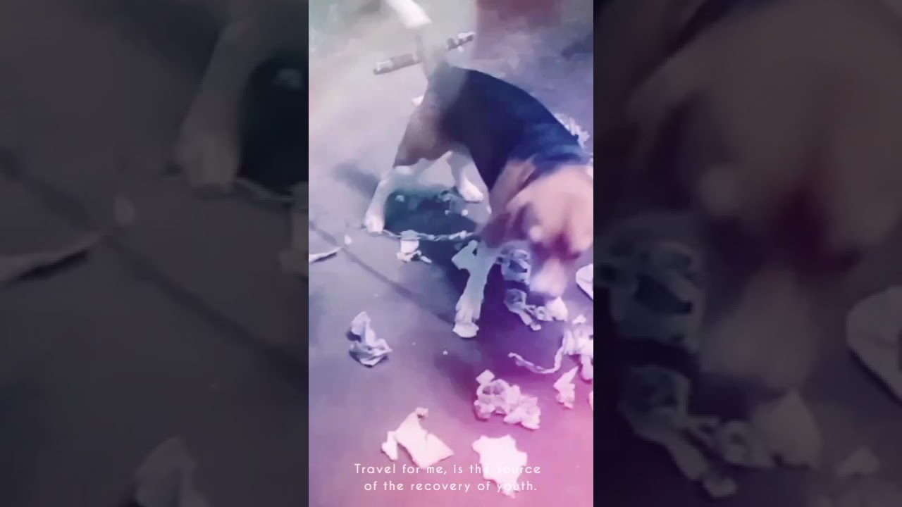 cute beagle puppy playing 🙂🙂❤️