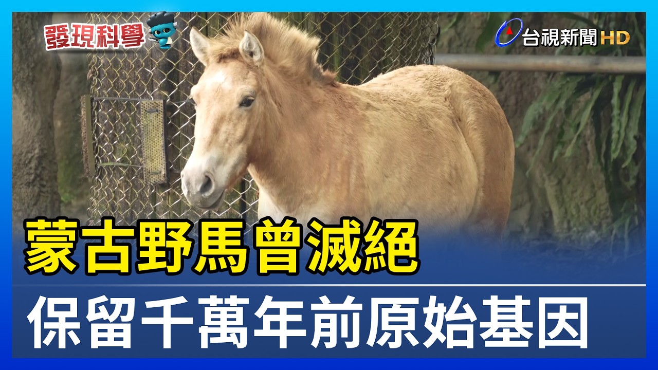 蒙古野馬曾滅絕 保留千萬年前原始基因【發現科學】