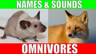 OMNIVOROUS ANIMALS Names and Sounds | Learn Omnivore Animals