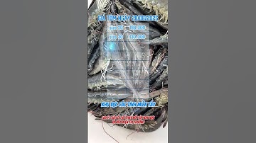 Giá tôm thẻ hôm nay 28/06 #shortvideo #giatom #tomthechantrang #xuhuongyoutube