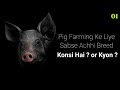 Pig Farming Ke Liye Sabse Achhi Breed Konsi Hai ? or Kyon ? || Swastik Pig Farm