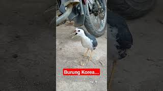 Burung Korea
