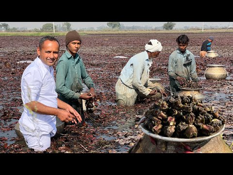 Water Chestnuts Harvesting Sanghara Recipe Water Chestnut Cooking Method Village Food Secrets