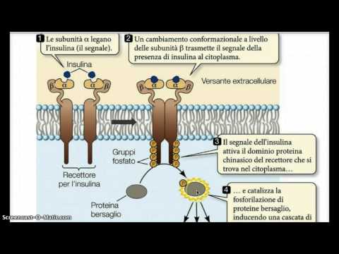 Video: Bassa Produzione Di Ormone Paratiroideo Nei Cani