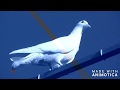 #Pigeon #Astrakhan   Полет Бакинских белых голубей. 15.10.19г
