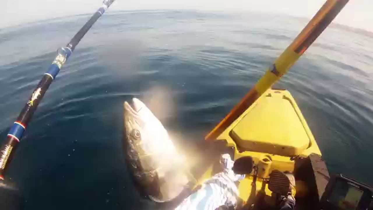Kayak Fishing Yellow Tail La Jolla 8/14/15 YouTube