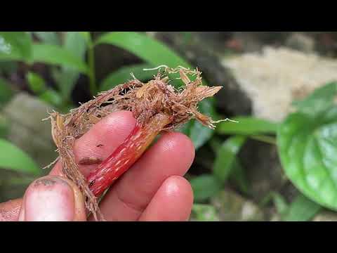 An afternoon visiting the garden has many interesting things