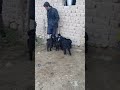 😳Овца 🐑 даёт молоко коза a sheep gives milk 🍼 to a goat😱