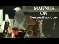 Dromebox magnus the parrot