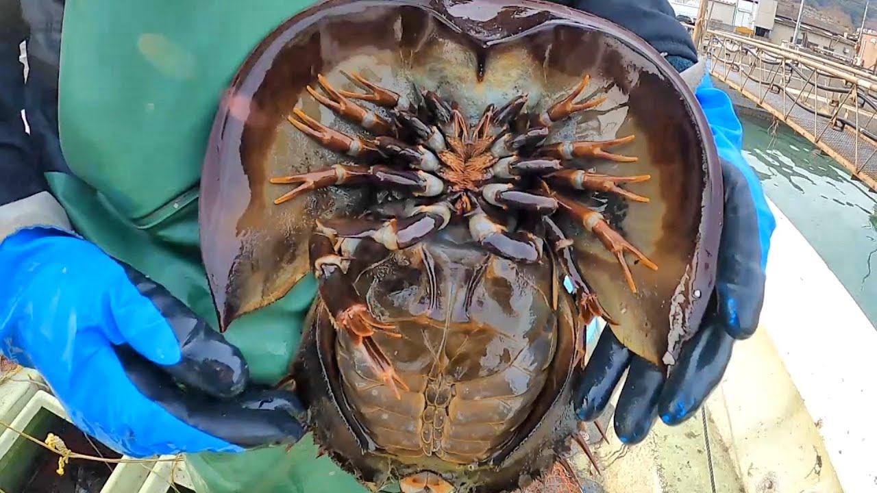 I found a horseshoe crab. - YouTube