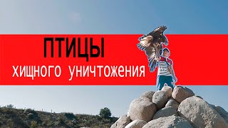 Птицы хищного уничтожения