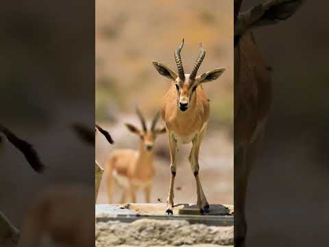 Chewing Water Wildlife Animals Film Iran Viral Trending السعودية