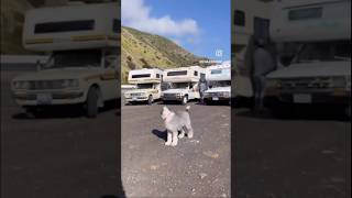 La amistad es algo único . #amistad #perritosgraciosos #motorhome #parati