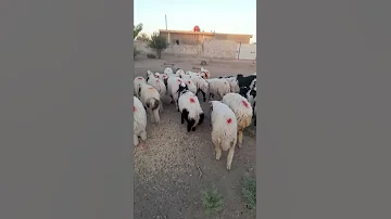متاح طليان العدد ٥٤ سعر الزوج ٣١٠ العنوان بغداد التاجي الهاتف ٠٧٧٢٧٦٣٩٦٠٦ 07505743986 
