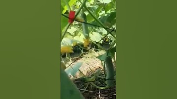 Smart technique of harvesting cucumbers #shorts