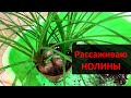 Нолина Бокарнея: рассаживаю 3 растения /  Моя новинка