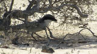 Great Grey Shrike (koenigi) with caterpillar prey