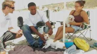 Chihuahua Owns Dude by petserve1 80 views 15 years ago 27 seconds