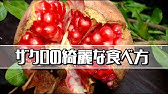 ザクロの剥き方 ちょっとだけ覚えておくと便利 Youtube