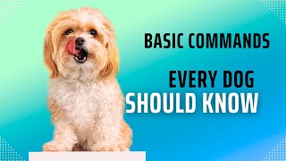 Basic Commands Every Dog Should Know
