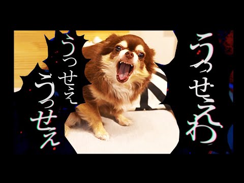 【替え歌】adoさんのうっせえわ　食いしん坊verを 歌ってみた【コロナ太りでダイエットしないといけない飼い主とポッチャリ系チワワの気持ち】【減量ソング】【不審音に怒り、吠えるチワワ】