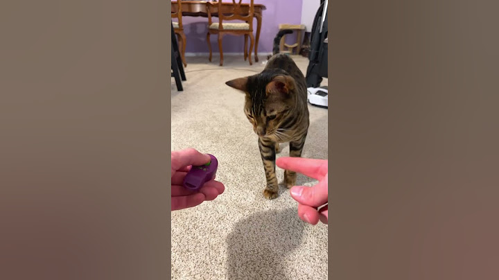 How I shoulder trained my cat 🐈