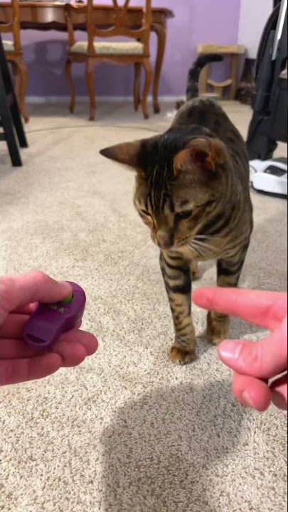 How I shoulder trained my cat 🐈