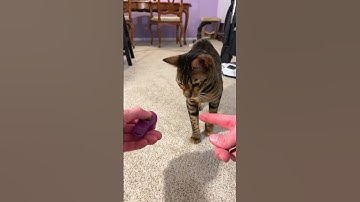 How I shoulder trained my cat 🐈