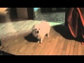 Kanye West New Dogs