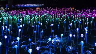 Light: Installations by Bruce Munro