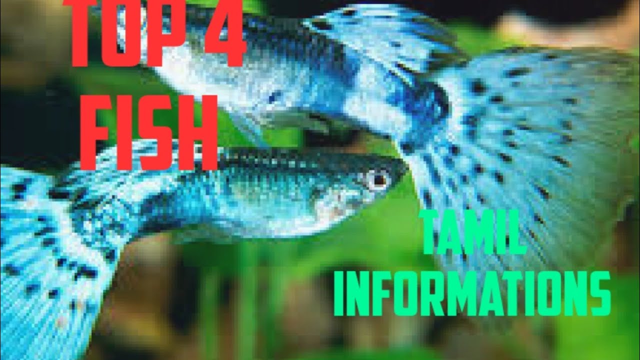 Top 4 fishes without oxygen in any tank, bowls or plastic bottles YouTube