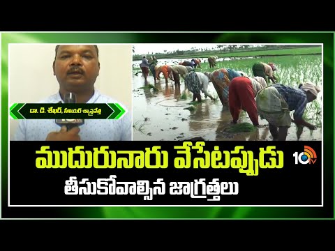 ముదురునారు వేసేటప్పుడు తీసుకోవాల్సిన జాగ్రత్తలు | Matti Manishi | 10TV