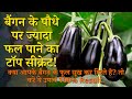 बैंगन के पौधे पर ज्यादा फल पाने का टॉप सीक्रेट उपाय | Brinjal Growing And Care Tips in Hindi