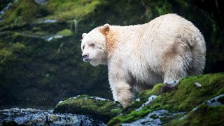 White Spirit Bear: The Rarest 'Black Bear' You've Never Seen | Canada's Great Bear Rain Forest