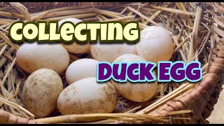 Collectig Duck Eggs Day 121 | Duck Egg | Desi Duck | Village Farm | Homemade Farm | Andhra Pradesh by Indian Agri Farm 508 views 3 months ago 6 minutes, 44 seconds