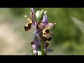 Orchides drme des collines 2023 05 28