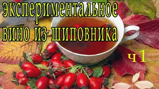 вино из ШИПОВНИКА часть 1