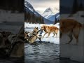 The Dog saved wolves 🐺