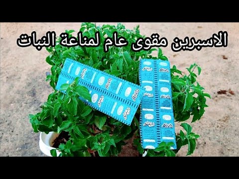استخدم الاسبرين وقوى مناعة النبات ضد الامراض فيديو عملى عن طريقة استخدامه للنبات الجزء الثاتى