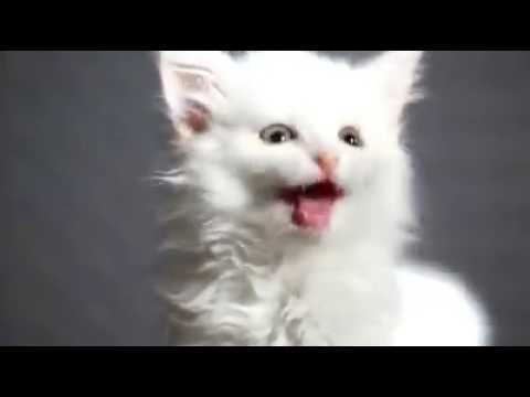 Videó: D-vitamin Mérgezés Macskáknál