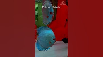 Cá dĩa Full red ab, Lam mới về nuôi chung cá rồng và thủy sinh #cacanh #cadia #cadiathangloi #carong