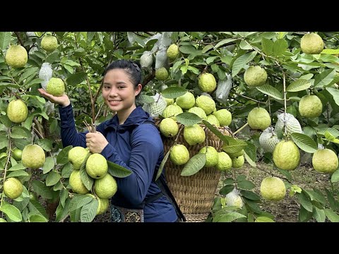 Video: Sezóna sklizně guavy: Zjistěte, kdy a jak sklízet ovoce guavy