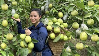 Harvesting guava fruit gardens to the market to sell  Making garden