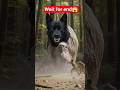 Rescue To Angry Dog Animals Funny Shorts