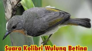 Pikat kolibri wulung 2019