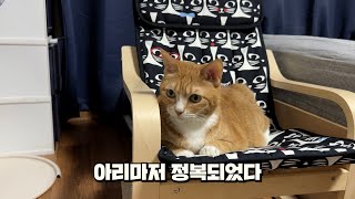 고양이 의자 조립해줬습니다