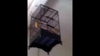 Cucak ijo vs cucak rowo