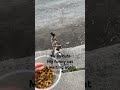 My funny cat waiting for breakfast it’s so cute #cat #funny #kitten #breakfast #eating #catvideos
